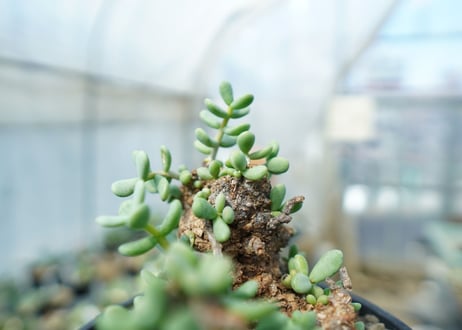 ケラリア　ピグマエア　Ceraria pygmaea 　No.10