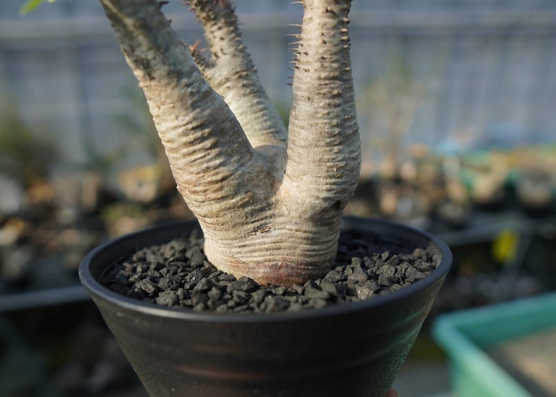 パキポディウム マカイエンセ Pachypodium makayense No.4 | man