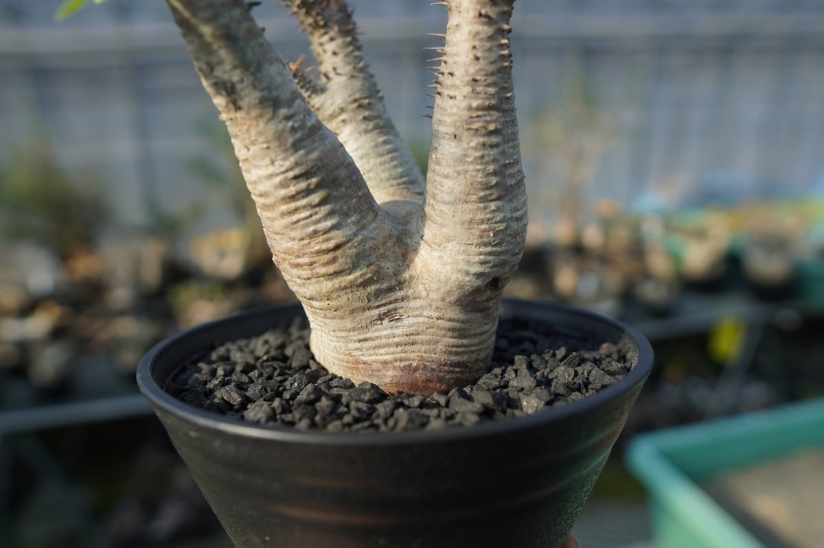 パキポディウム マカイエンセ Pachypodium makayense No.4 | man