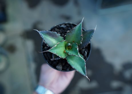 アガベ　チタノタ　ハデス　Agave titanota Hades