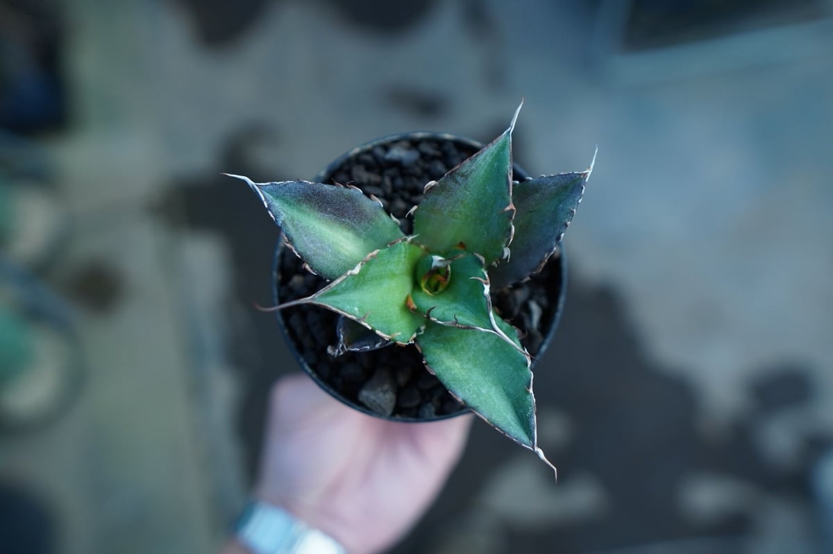 アガベ チタノタ ハデス Agave titanota Hades | mana's farm