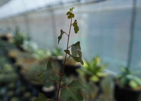 アデニア　イサロエンシス　Adenia isaloensis