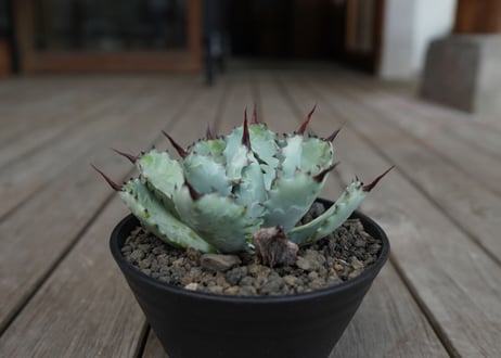 アガベ　マクロアカンサ×ポタトラム　 Agave macroacantha×potatorum