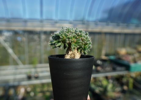 トリコディアデマ　デンサム　Trichodiadema densum  No.5