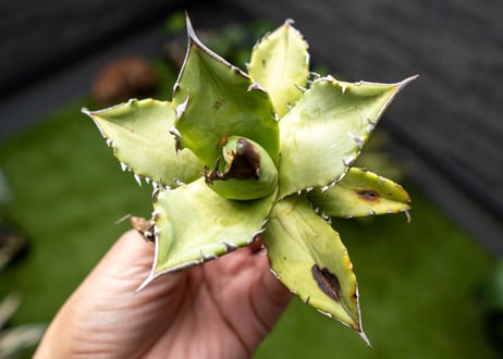 Agave Sowing seeds NO.6
