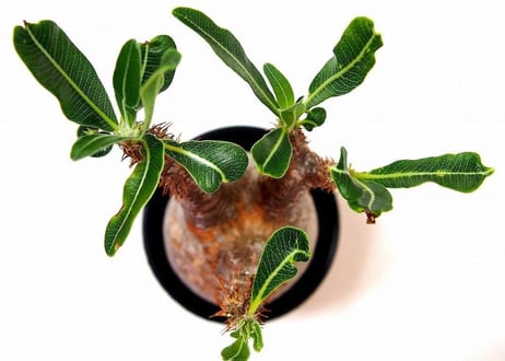 Pachypodium Gracilius パキポディウム  グラキリス  №3 little