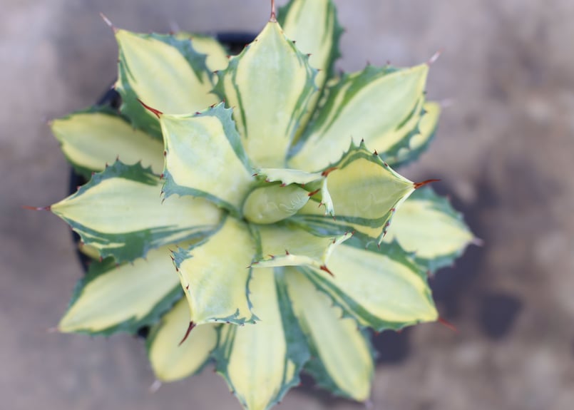 アガベ イシスメンシス錦 楊貴妃 | mana's farm:塊根植物