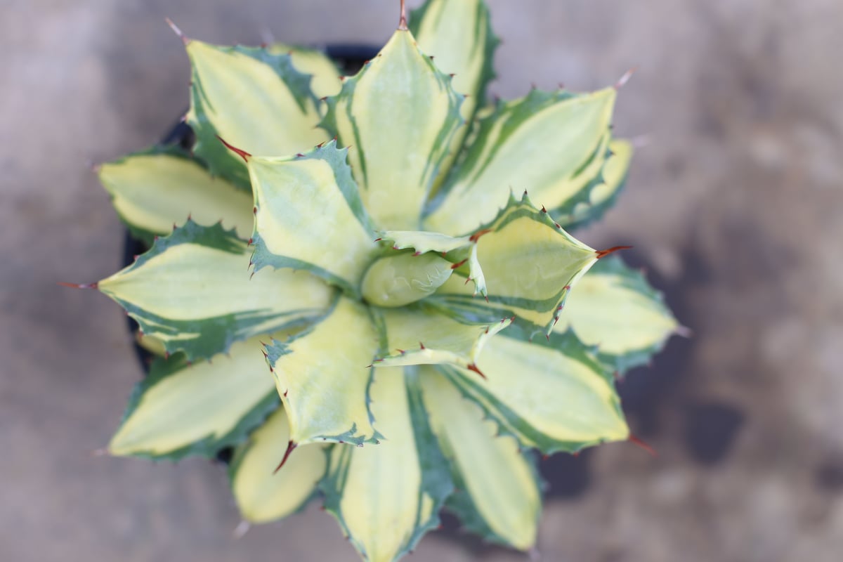 アガベ イシスメンシス錦 楊貴妃 | mana's farm:塊根植物・アガベ