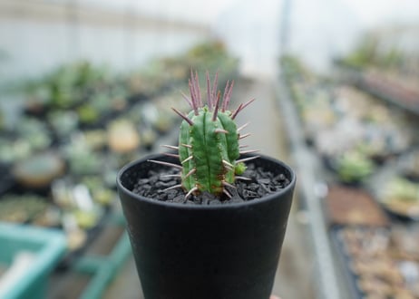ユーフォルビア　フェロックス　Euphorbia ferox
