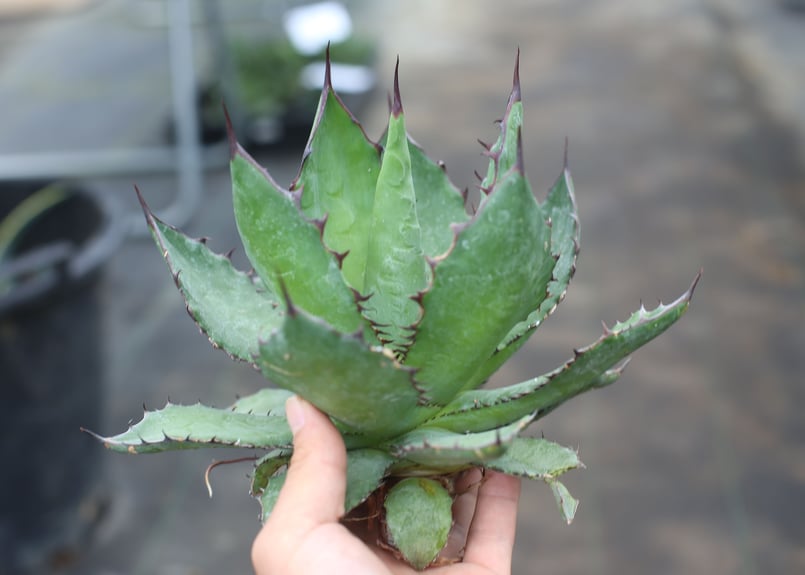 Agave colorata x horrida | mana's farm:塊根植物・アガベ
