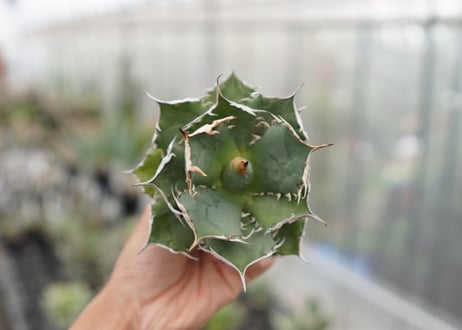 Agave titanota FO-76  D NO.3