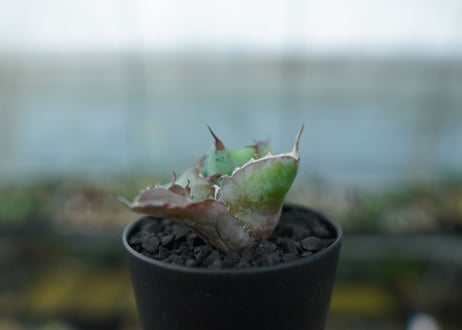 アガベ　チタノタ　 ブラックアンドブルー 　Agave titanota black and blue　No.11