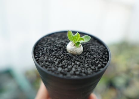パキポディウム　恵比寿笑い　Pachypodium brevicaule　No.3
