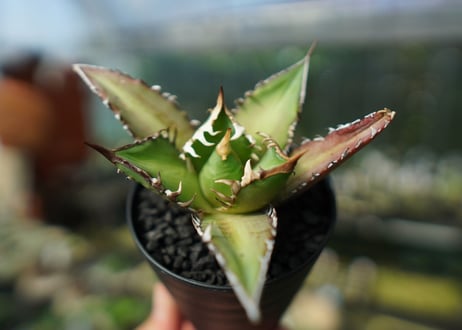アガベ　チタノタ　レッドキャットウィーズル　Agave titanota Red catweezle　No.8