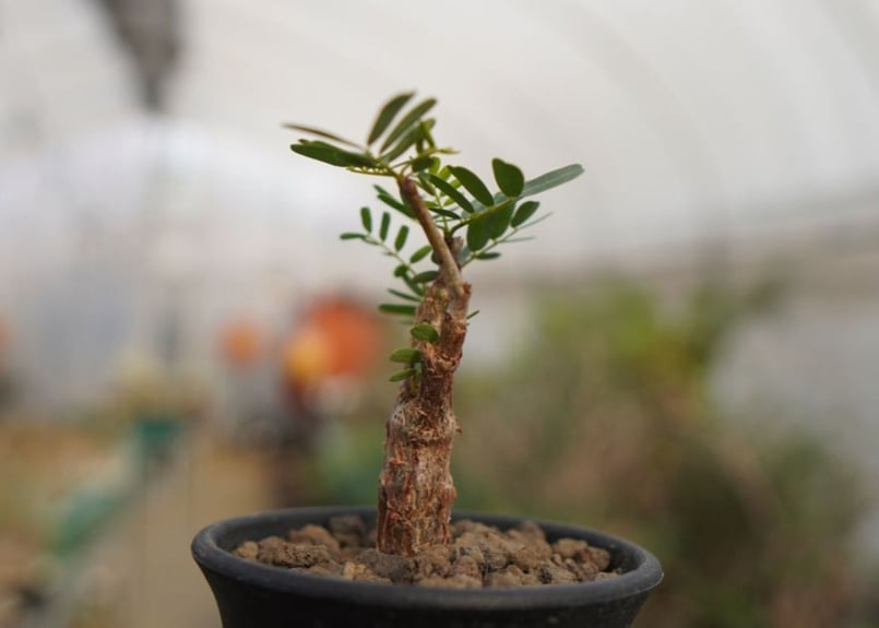 センナ メリディオナリス | mana's farm:塊根植物・アガベ・ドライ