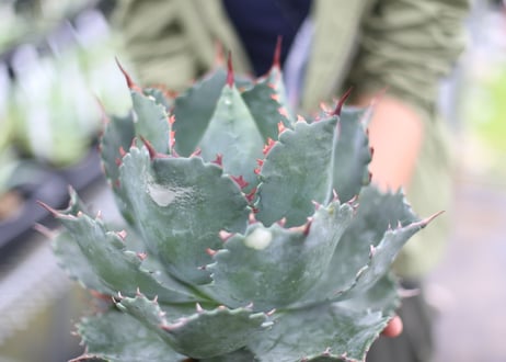 Agave parrasana x isthmensis