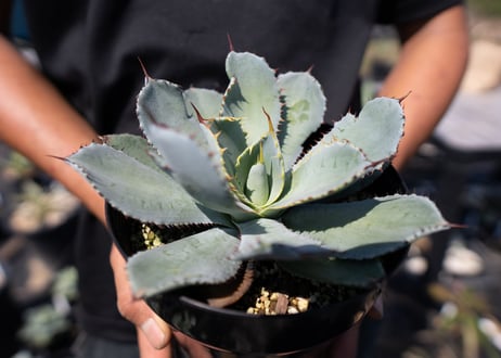 Agave guadalajarana
