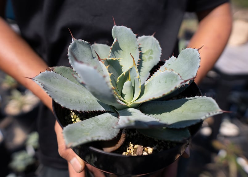Agave guadalajarana | mana's farm:塊根植物・アガベ・ドライガ
