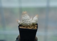 ディッキア dyckia (Arizona x ML) x DelicataGF1 | man