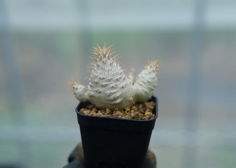 パキポディウム グラキリス 沖縄実生 No.1 [2026/02/12] | mana's f