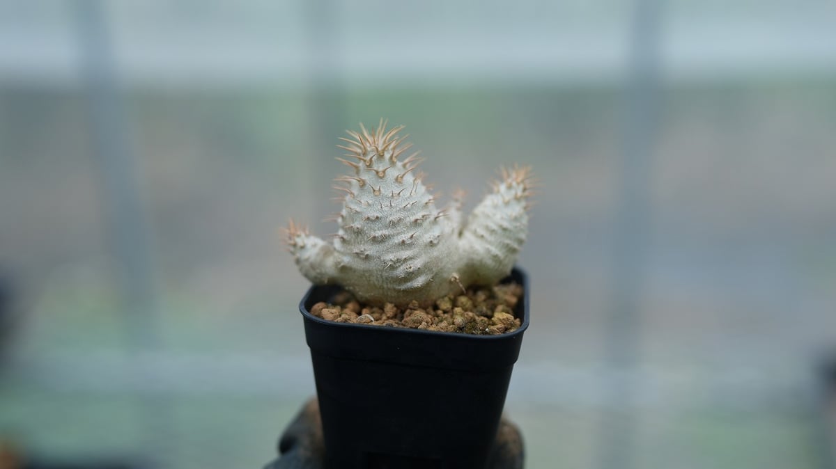 パキポディウム グラキリス 沖縄実生 No.1 [2026/02/12] | mana's f