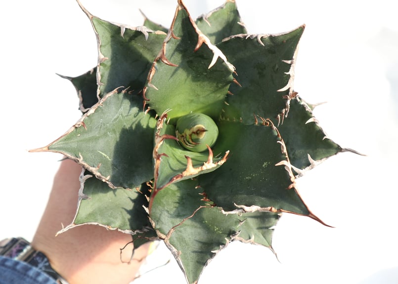 超優秀株　Agave titanta FO-76 Compact低重心 超優秀株 Agave titanta FO-76 Compact低重心 超優秀株 Agave titanta FO-