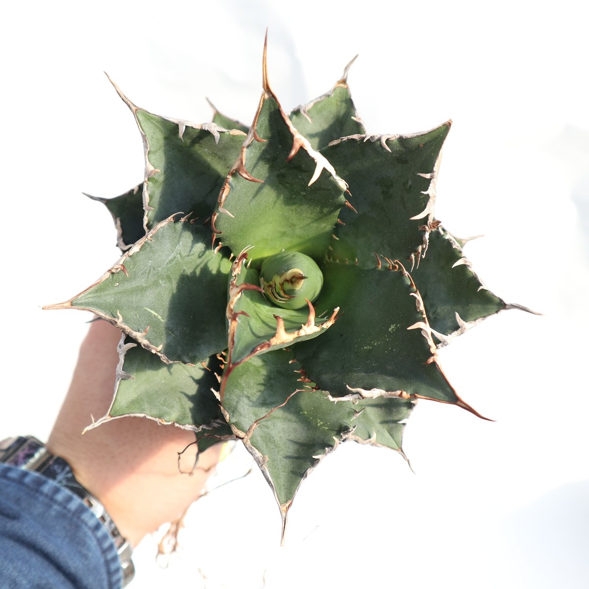 Agave titanota FO-76 dwarf compacta no.1 | ma