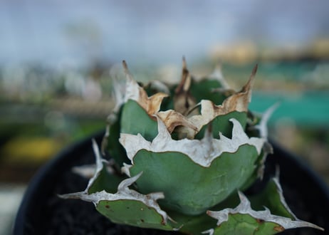 アガベ　チタノタ　螃蟹　Agave Titanota crab