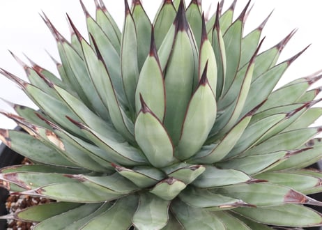 Agave Royalspine