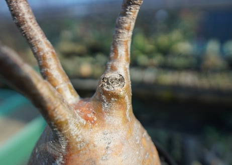 パキポディウム　グラキリス　 Pachypodium Gracilius  No.5