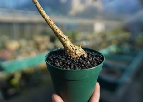 フィカス パルメリー Ficus palmeri  No.2