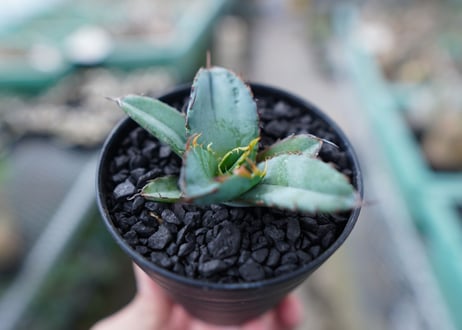 アガベ　チタノタ　 ブラックアンドブルー 　Agave titanota black and blue　No.10