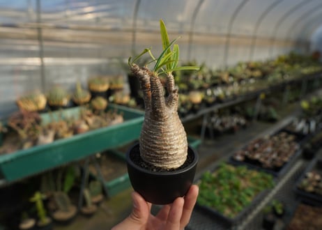 パキポディウム　グラキリス　 Pachypodium Gracilius  No.4