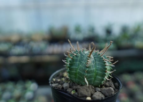 ユーフォルビア　バリダ　Euphorbia valida　No.3