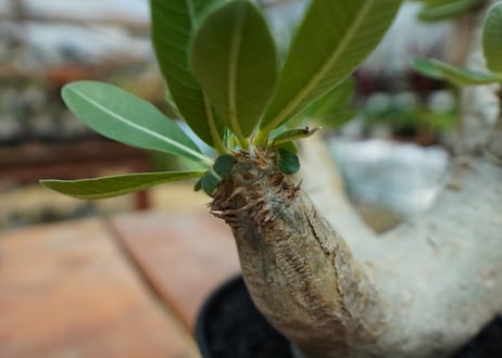 パキポディウム　エブレネウム　Pachypodium eburneum  No.2