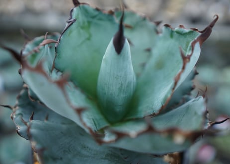 アガベ　チタノタ　 ブラックアンドブルー 　Agave titanota black and blue　NO.1