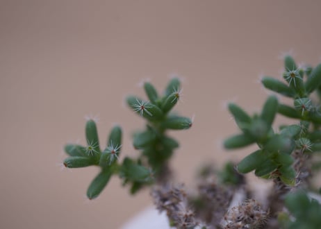 姫紅子松　Trichodiadema bulbosum
