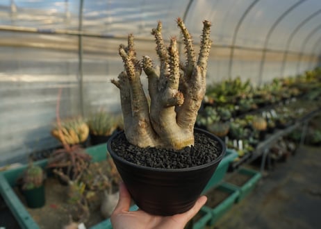パキポディウム マカイエンセ　Pachypodium makayense　No.3