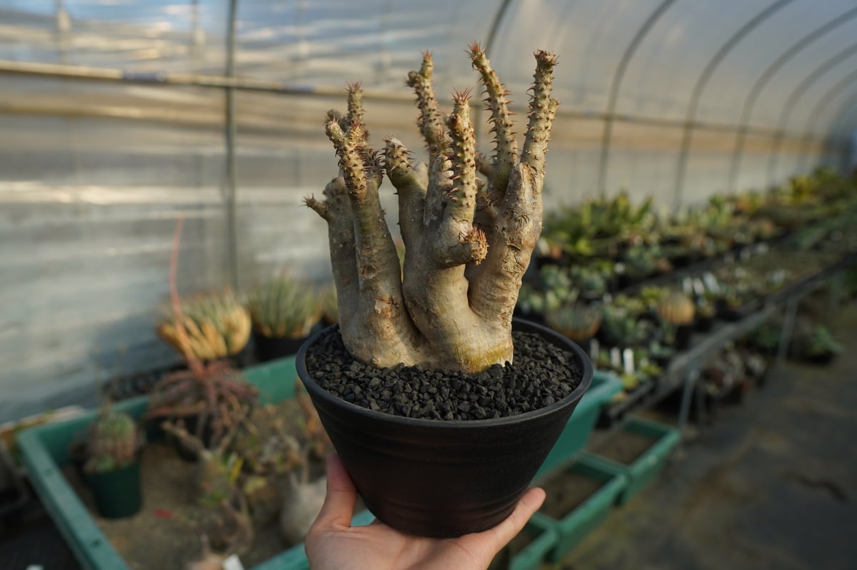 パキポディウム マカイエンセ Pachypodium makayense No.3 | man