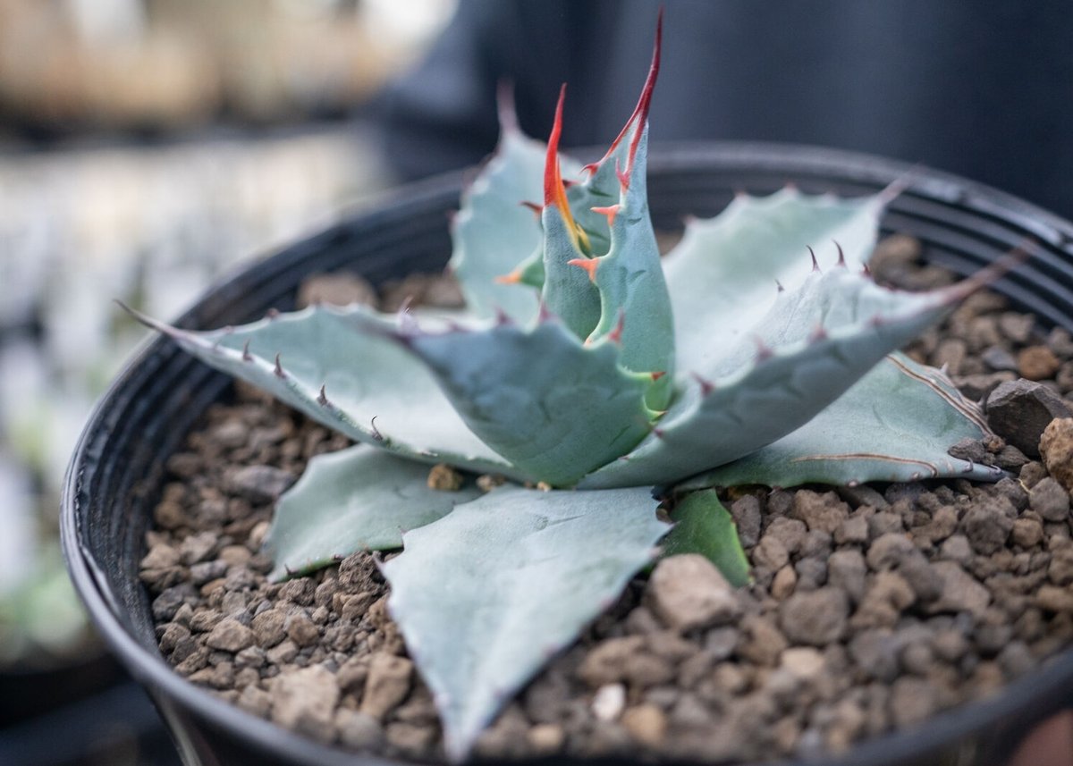 『値下げ』アガベ　パラサナグローブ　トライアンファント 選抜種　抜き苗発送 fit=scale-down,w=1200