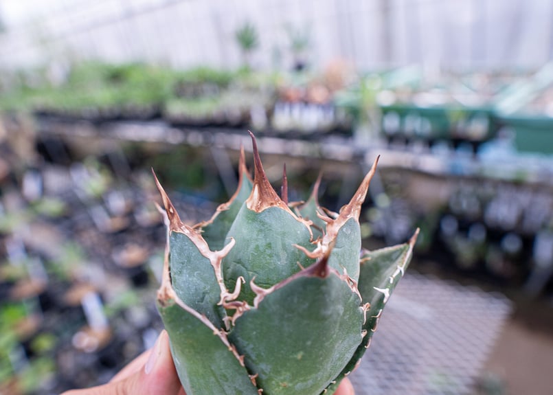 アガベ 白鯨 | mana's farm:塊根植物・アガベ・ドライガーデン植物販売