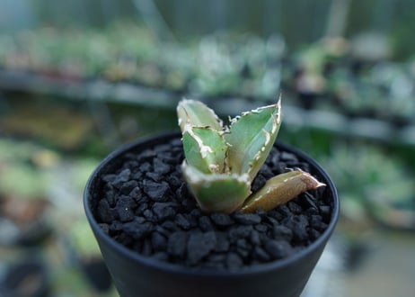 アガベ　チタノタ　鬼爪雪峰  Agave titanota “Onitsume Yukimine” 子株　No.2