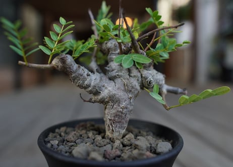 センナ　メリディオナリス　Senna meridionalis　No.1