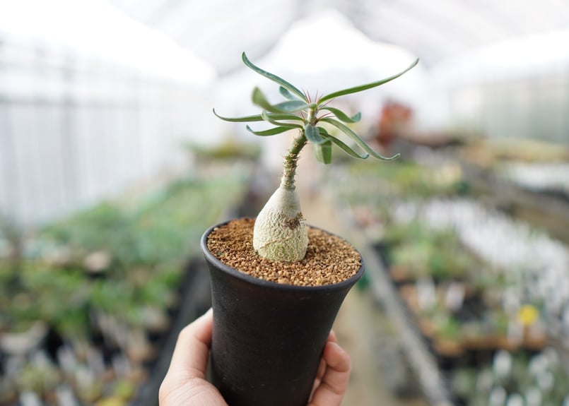 パキポディウム ビスピノーサム | mana's green:塊根植物販売 パキポディウム ビスピノーサム | mana's green:塊根植物販売