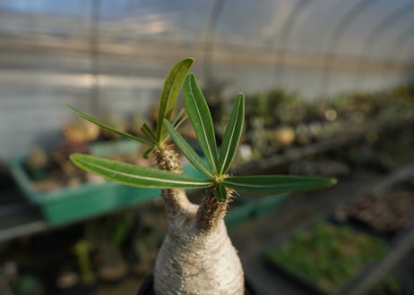 パキポディウム　グラキリス　 Pachypodium Gracilius  No.1