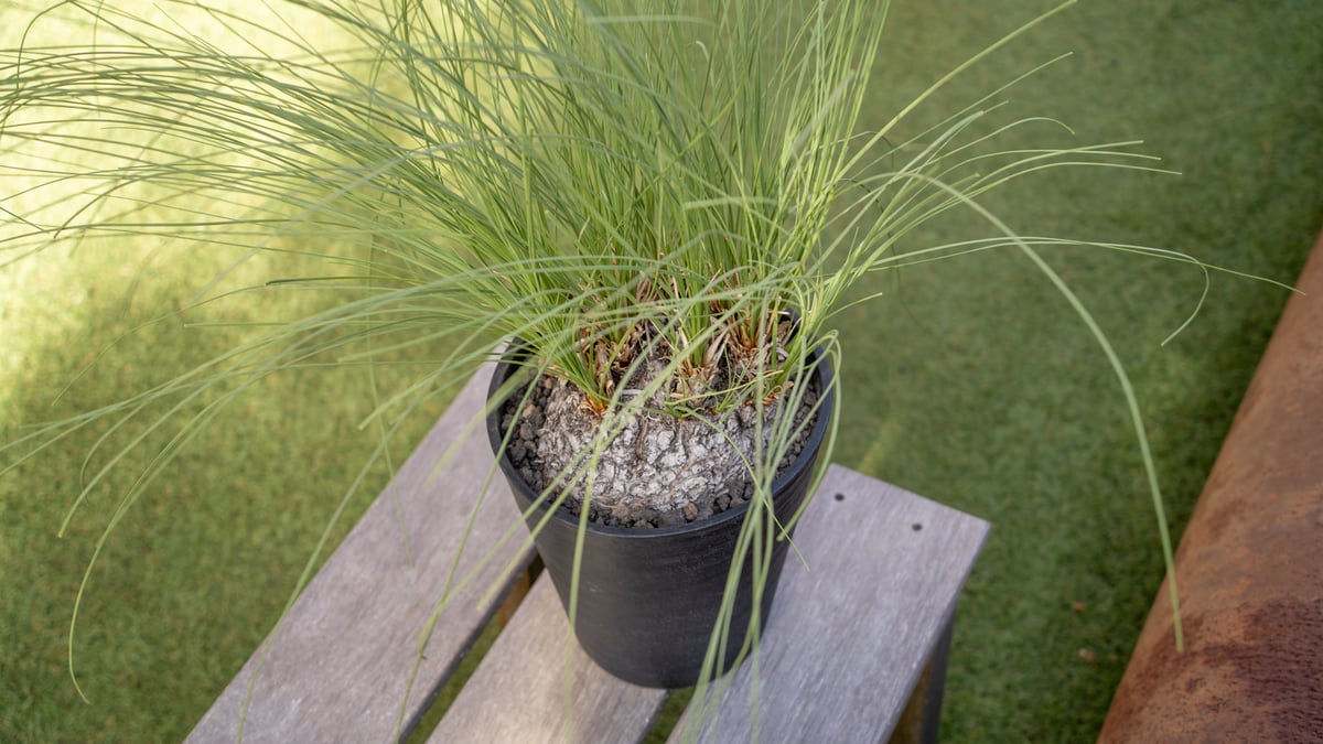 カリバナス　フーケリー　塊根植物　ドライガーデン　地植え　苗　耐寒 カリバナス フーケリー 塊根植物 ドライガーデン 地植え 苗 耐寒