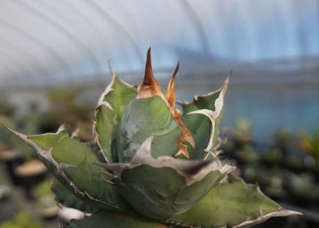 agave titanota chocolate kiss