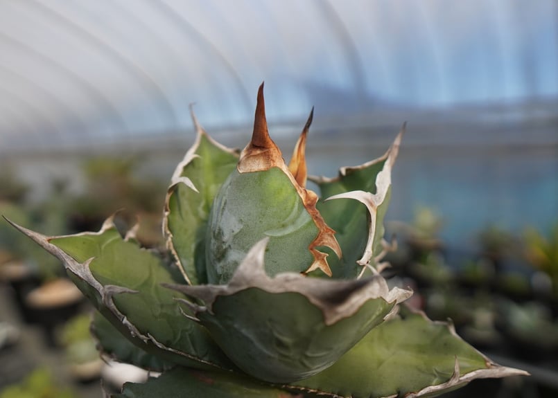 agave titanota chocolate kiss | mana's farm:塊根植