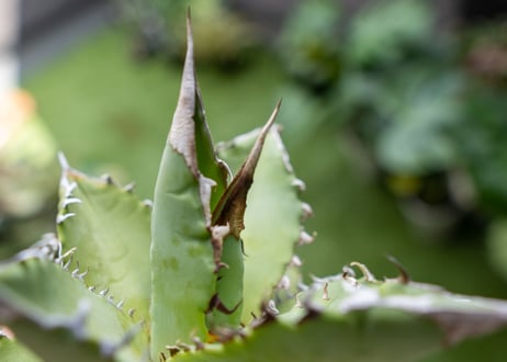 Agave Sowing seeds A NO.4