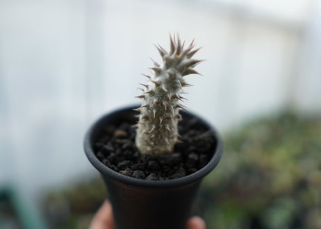 パキポディウム　伊藤ハイブリッド　Pachypodium 'Itoh Hybrid'  No.1